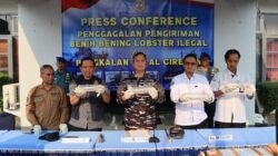TNI AL Gagalkan Penyelundupan 75.435 Ekor Benih Bening Lobster Senilai Miliaran Rupiah