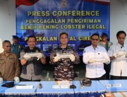 TNI AL Gagalkan Penyelundupan 75.435 Ekor Benih Bening Lobster Senilai Miliaran Rupiah
