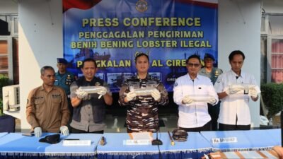 TNI AL Gagalkan Penyelundupan 75.435 Ekor Benih Bening Lobster Senilai Miliaran Rupiah