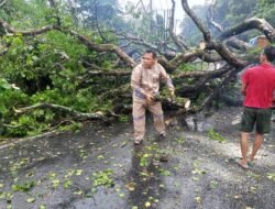 Respon Cepat Polsek Kampar: Pohon Tumbang Akibat Angin Kencang di Km 54 Langsung Dibereskan, Jalan Kembali Normal